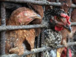 Abril, mayo y junio, dijo, son los meses en donde existe mayor riesgo de contagio entre las aves. EFE / ARCHIVO