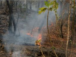 En los incendios de esta temporada se han perdido más de dos mil 500 hectáreas de bosques. EL INFORMADOR / ARCHIVO