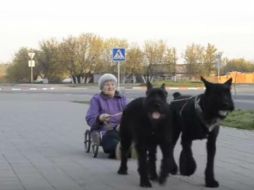 Kalinina fue cuidadora de canes, por lo que sabe tratar con cuidado a sus dos schnauzers gigantes, según la agencia RT. YOUTUBE / RT en Español