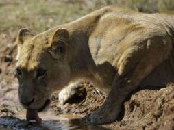 Las autoridades recomendaron a vehículos y peatones que se resguarden en sus casas y tengan precaución. EFE /