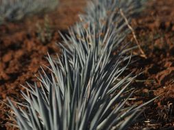 El presidente del CNSPAT señala que el año pasado se plantaron 85 millones de agaves. EL INFORMADOR / ARCHIVO