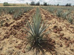 Afirman que no hay suficientes plantas para generar tequila. EL INFORMADOR / ARCHIVO