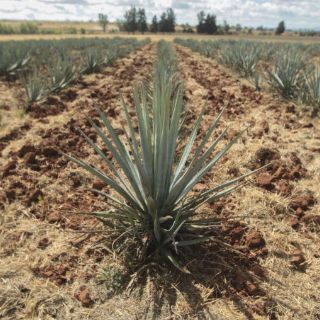 Por 'desabasto', agaveros prevén pronta alza de precios