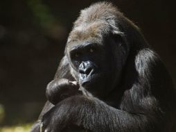 Imbi sostiene a su cría recién nacida en el zoológico de Belo Horizonte, en Brasil AFP / D. Magno