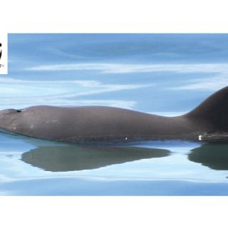 Vaquita marina está en riesgo de extinguirse en 2018, alerta el WWF