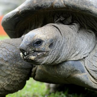 Tortugas mueren al tratar de reproducirse durante sequía