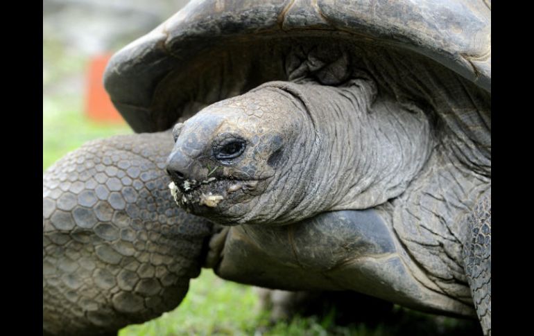 Las tortugas del desierto son una especie amenazada que a menudo pueden vivir unos 50 años en estado silvestre. EFE / ARCHIVO