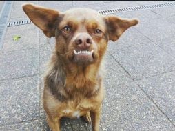 El perrito conocido como 'Chilaquil' en realidad se llama 'Murci'. FACEBOOK / Pamela Reuse