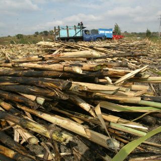 Jalisco, segundo lugar en producción de caña de azúcar