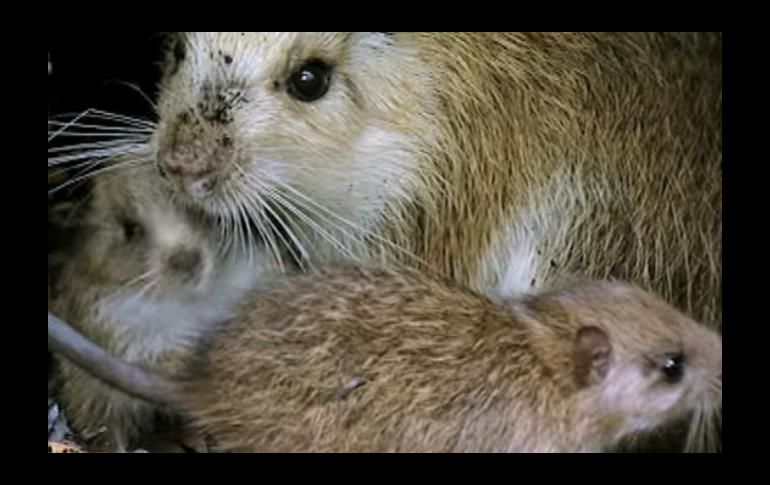 Entre sus características resaltan un pelaje abundante y áspero, además de una cabeza alargada con orejas terminadas en punta.
