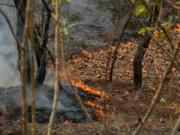 Mencionan que históricamente se ha utilizado el fuego para hacer cambios de uso de suelo y no por intereses inmobiliarios. EL INFORMADOR / ARCHIVO