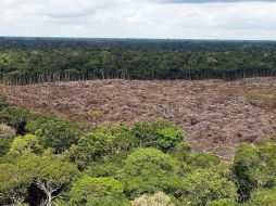 Invitan a trasladarse a un bosque y aspirar sus esencias; caminar a la orilla de un río y salpicarse con el agua que corre. EFE / ARCHIVO
