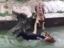 En el video se ve cómo en sólo unos segundos los felinos atacan al burro, dándole zarpazos y mordiéndole el cuello. YOUTUBE / Ivan Zalogin