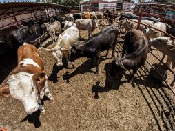 El aumento anual en el empleo fue impulsado principalmente por el sector agropecuario. EL INFORMADOR / ARCHIVO