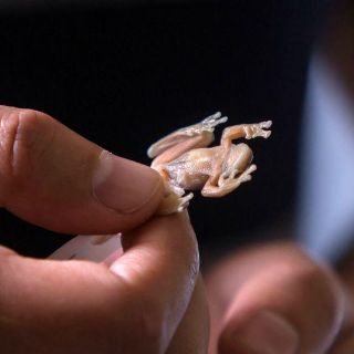 Nueva rana de cristal de Ecuador aguardó 20 años para ser famosa