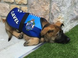 El cachorro no pudo completar su entrenamiento policial por su actitud tan dócil. FACEBOOK / Governor of Queensland