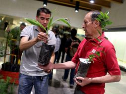 Extra planea donar 250 mil árboles a ciudadanos en este 2017. EL INFORMADOR / ARCHIVO