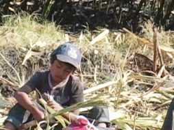 Hay un elevado número de menores que trabajan en minería, agricultura y trabajo doméstico. SUN / ARCHIVO