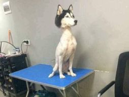 Los animales con mucho pelo regulan su temperatura por sí mismos. TWITTER / @OmonaKami