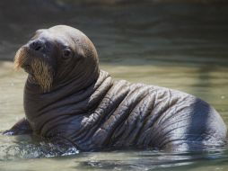 Se trata de la primera morsa bebe nacida en SeaWorld Orlando. AP / C. Baumer