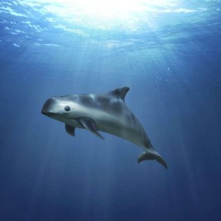 Medidas severas, contra extinción de vaquita marina: Sarukhán