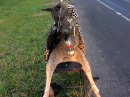 La especia estaba cubierta por una tela con estampado de leopardo y con una botella de alcohol entre las patas. AFP /