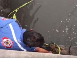 El can fue sacado de las aguas de un canal próximo a la colonia Jardines del Edén. FACEBOOK / Alberto Uribe