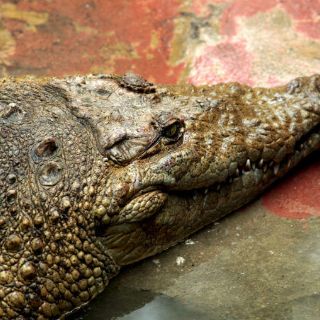 Inundaciones sacaron de hábitat a 14 cocodrilos en Oaxaca