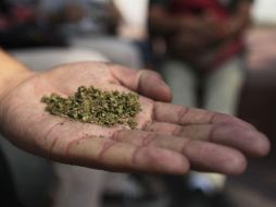 El territorio estadounidense de Puerto Rico se une a 29 estados de EU donde el uso medicinal de la mariguana es legal. EL INFORMADOR / ARCHIVO