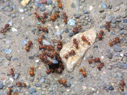 Las hormigas pueden aguantar 750 veces su peso corporal sin sufrir lesiones. EL INFORMADOR / ARCHIVO