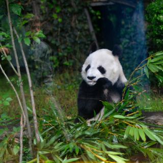México mima a las únicas pandas de América Latina