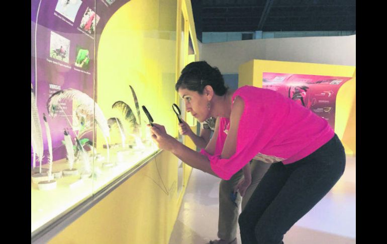 Exposición. Podrás ver diversos tipos de aves. ESPECIAL / CULTURA GUADALAJARA