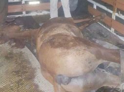 Protección Animal se encargó del traslado de los restos del caballo. ESPECIAL /