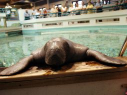 Las averiguaciones preliminares indican que la muerte de Snooty se debió a un accidente. EFE / Cortesía