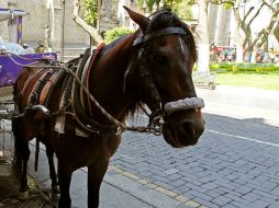 Aseguran que las lesiones más frecuentes en los caballos son heridas por los arneses o por no tener las herraduras adecuadas. EL INFORMADOR / ARCHIVO