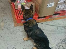 Un binomio canino localizó dos cajas con dicho contenido. ESPECIAL /