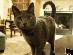 La mujer, de aproximadamente 50 años de edad, falleció 10 días después de ser mordida por el animal enfermo. AP / ARCHIVO