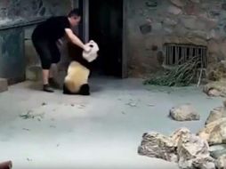 Este es el principal centro de protección (considerados un símbolo nacional) y cría en cautividad de los osos. YOUTUBE / Ivan Zalogin