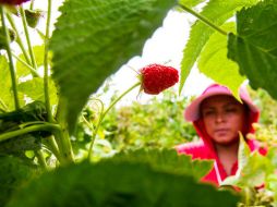Las algas marinas son fuente de minerales y hormonas naturales que mejoran el crecimiento y vigor de las plantas. EL INFORMADOR / ARCHIVO
