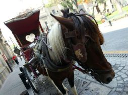 La iniciativa para sustituir los carruajes de caballos por vehículos eléctricos se aprobó el pasado 25 de julio. EL INFORMADOR / ARCHIVO