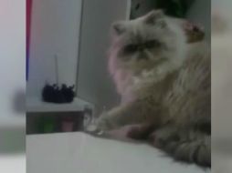 En Twitter se hizo tendencia el hashtag ##DíaInternacionalDelGato. YOUTUBE / Crónica Virus