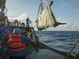 Se le coloca un transmisor con enlace satelital que permitirá seguir sus movimientos. AP / M. DeNyse