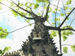 Aumento. La Semadet informó que han sido retirados dos mil 745 árboles por las obras de la Línea 3 del Tren Ligero. EL INFORMADOR / E. Barrera