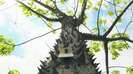 Aumento. La Semadet informó que han sido retirados dos mil 745 árboles por las obras de la Línea 3 del Tren Ligero. EL INFORMADOR / E. Barrera