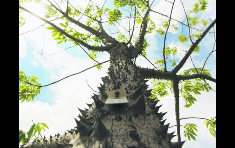 Aumento. La Semadet informó que han sido retirados dos mil 745 árboles por las obras de la Línea 3 del Tren Ligero. EL INFORMADOR / E. Barrera