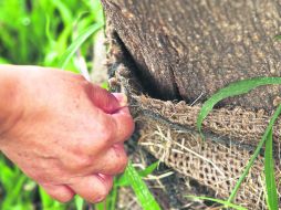 Mantenimiento. Algunos árboles colocados en el Circuito Panamericano no sobrevivieron. EL INFORMADOR / E. Barrera