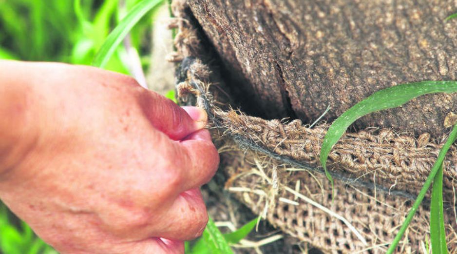 Mantenimiento. Algunos árboles colocados en el Circuito Panamericano no sobrevivieron. EL INFORMADOR / E. Barrera