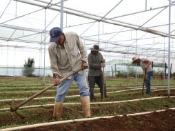 Trabajadores denuncian incumplimientos de contratos y explotación laboral EL INFORMADOR / ARCHIVO