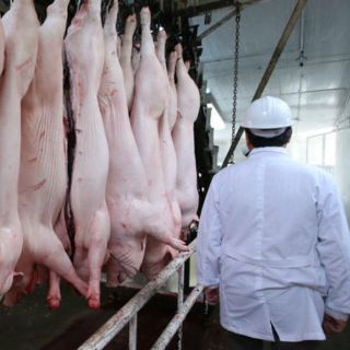 Buscan sancionar a rastros que sacrifiquen animales con crueldad