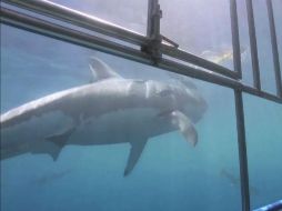 Isla Guadalupe es punto de reunión de los escualos, la zona ha desarrollado un esquema de turismo sustentable. EFE /